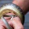 Les morsures de serpents : des morsures "blanches" dans la plupart des cas ? Combien en meurent chaque année ?