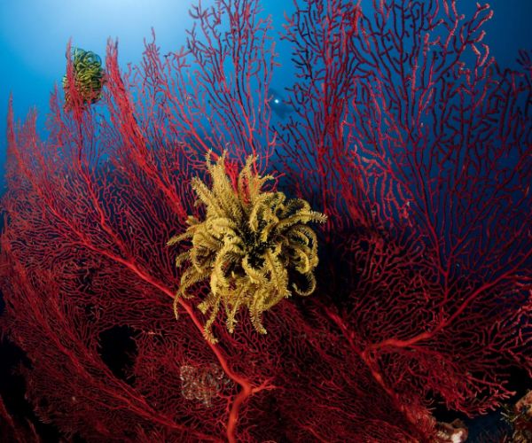 La transplantation corallienne comme solution à la destruction des récifs