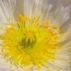 nectar
