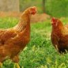 mue - Poule - pondeuse