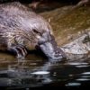 L'ornithorynque : un animal à l'anatomie ingénieuse