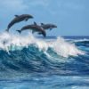 Les requins ont peur des dauphins