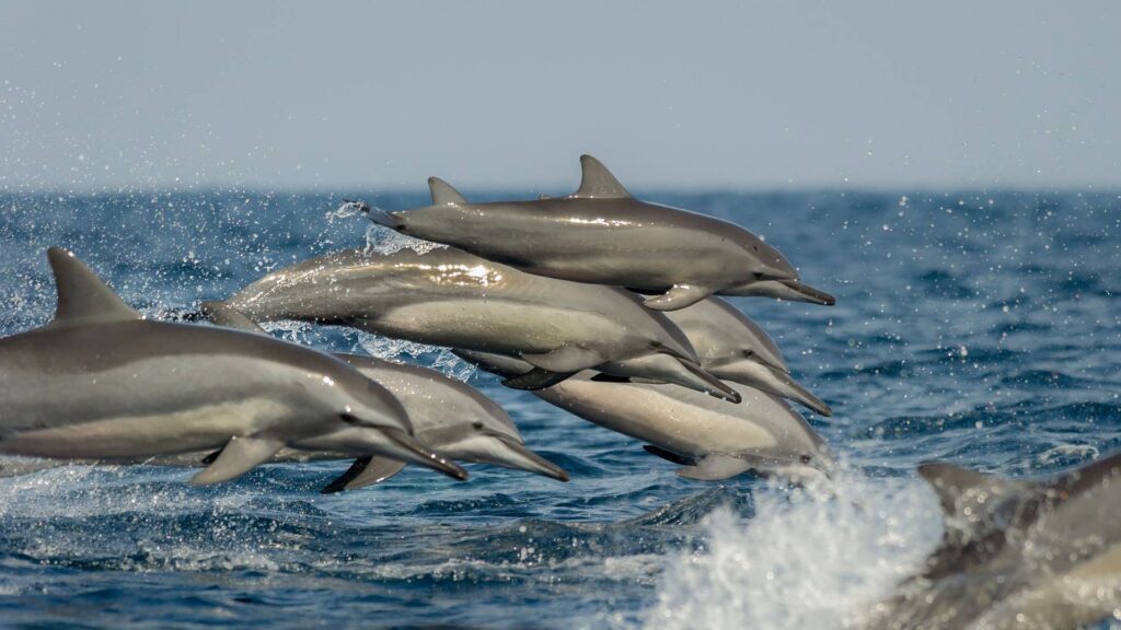 Dauphins