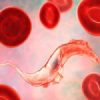 Parasite de chagas dans le sang
