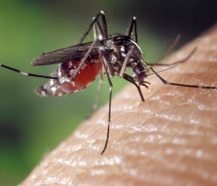 Le moustique : véritable danger pour l&rsquo;homme