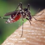 Le moustique, danger pour l'homme