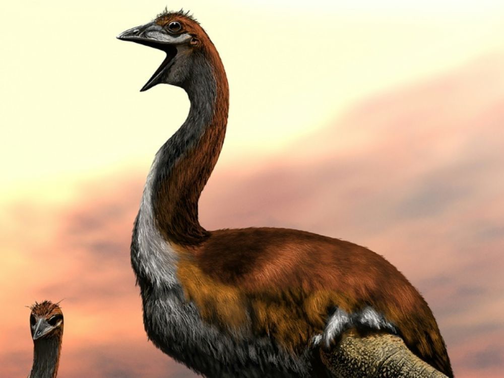 Les oiseaux-éléphants de Madagascar : Une demi-tonne sur deux pattes