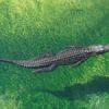 crocodile-marin-Erudyx