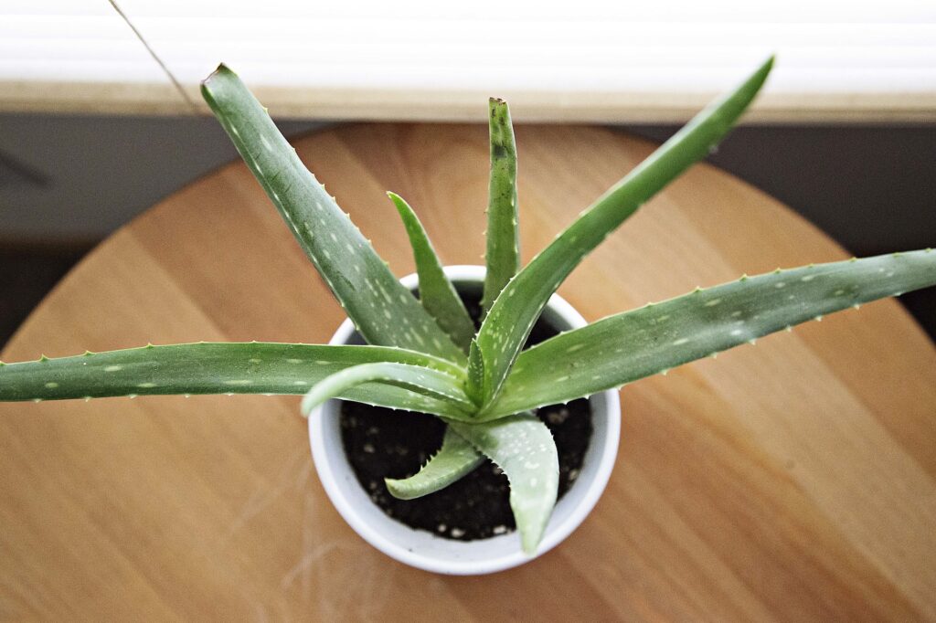 Aloe vera plante d'intérieur Erudyx