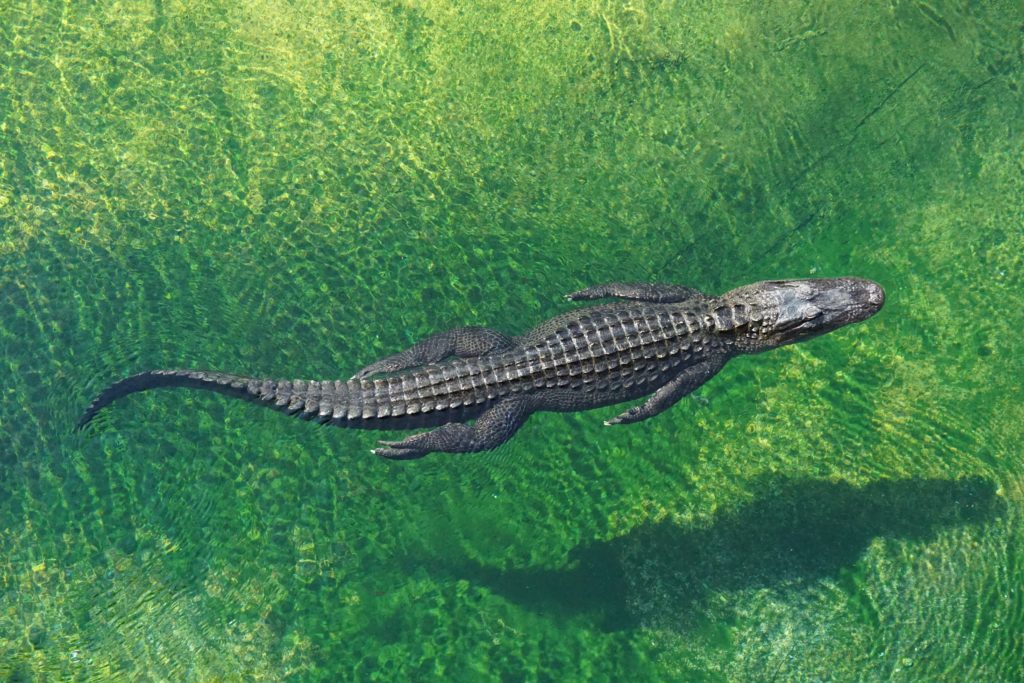 Les Crocodiliens : comment les distinguer ?