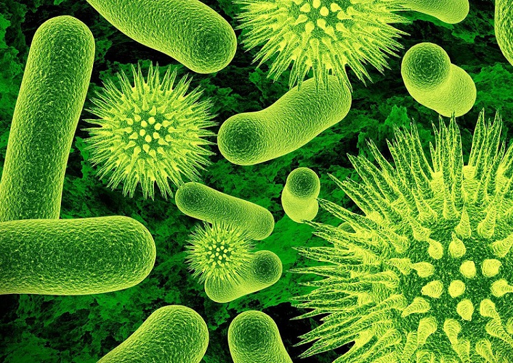 Une multitude de bactéries dans le corps humain