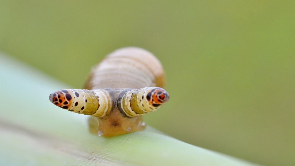 Le leucochloridium paradoxum, le ver qui transforme les escargots en zombie
