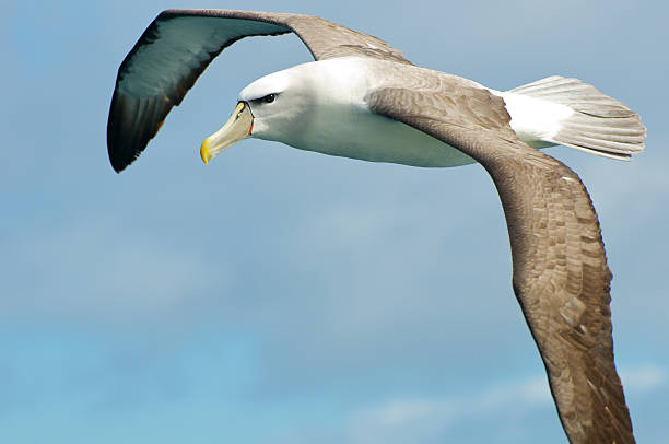Albatros - Changement climatique 