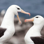 Réchauffement climatique et divorces chez les albatros à sourcils noirs